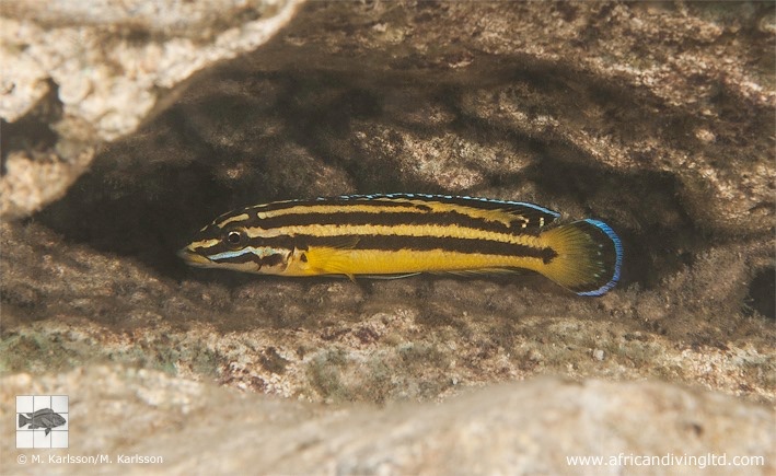 Julidochromis marksmithi 'Isaba Point'